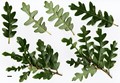 SpeciesSub: Laciniata Group SpeciesSub: Laciniata Group